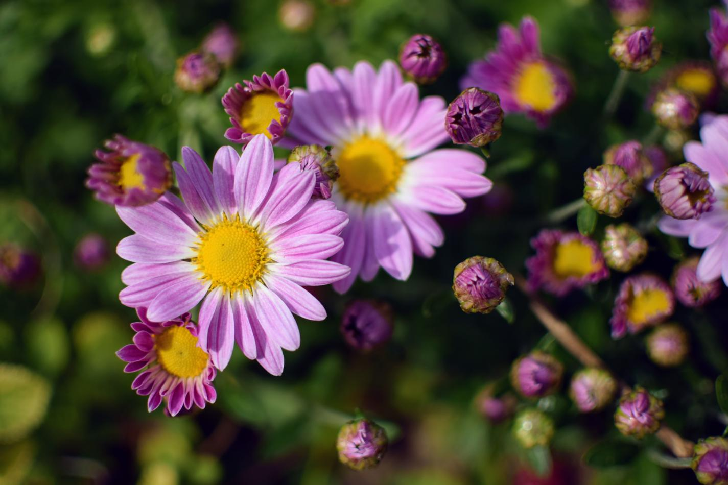 A picture of daisies with a shallow depth of field in the background.