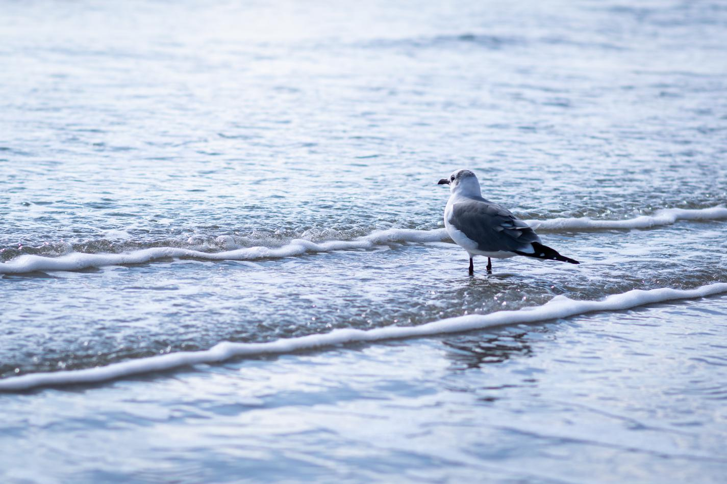 A seagull standing between two small waves on the beach.