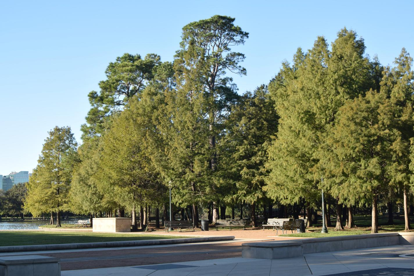 A collection of tall trees by McGovern Lake.