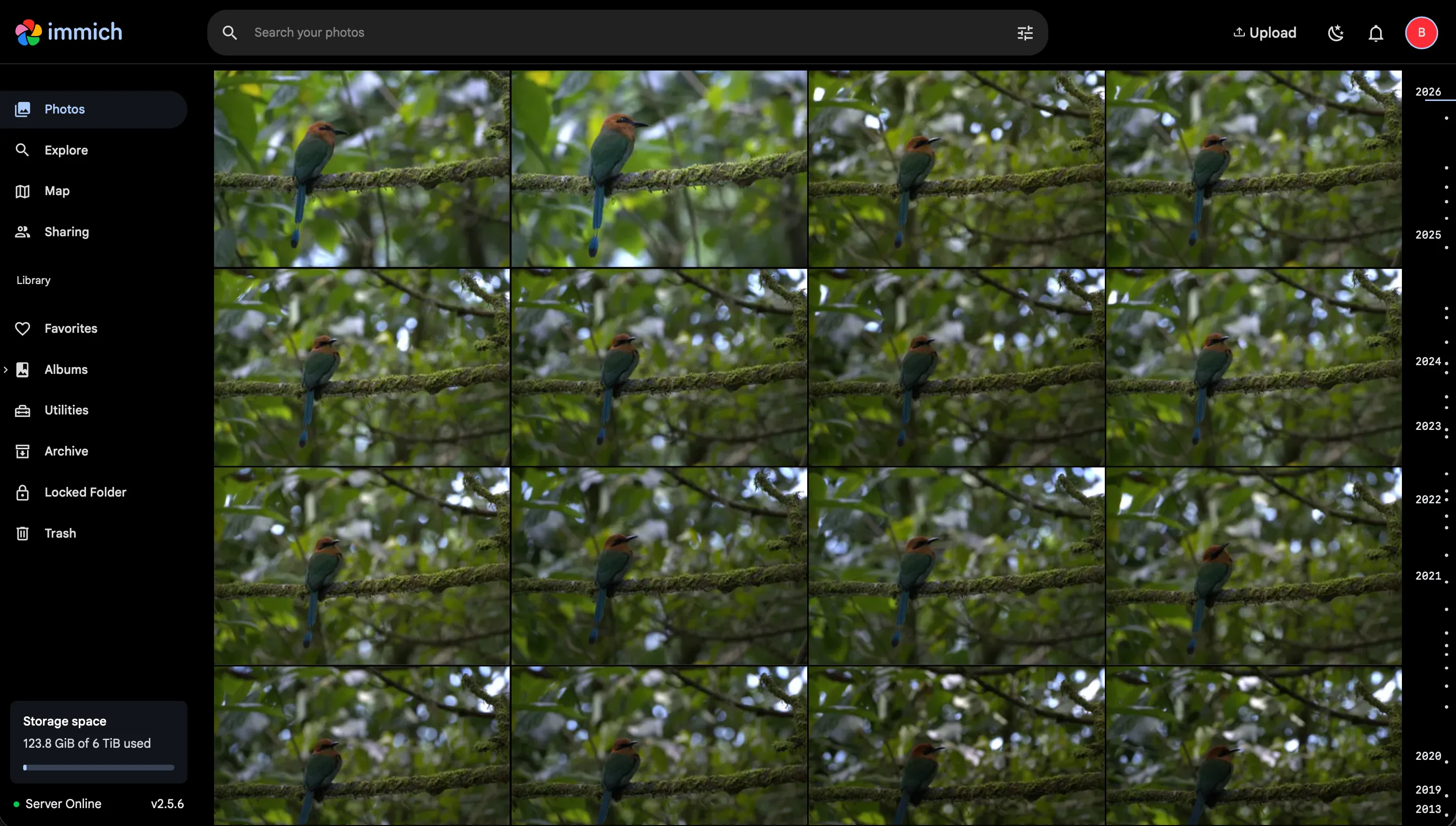 Immich photo library showing a grid of bird photos.
